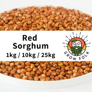 Red Sorghum (Milo) Grain