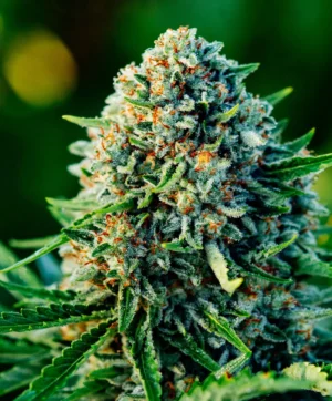 Gummibears Auto Seed 3+1