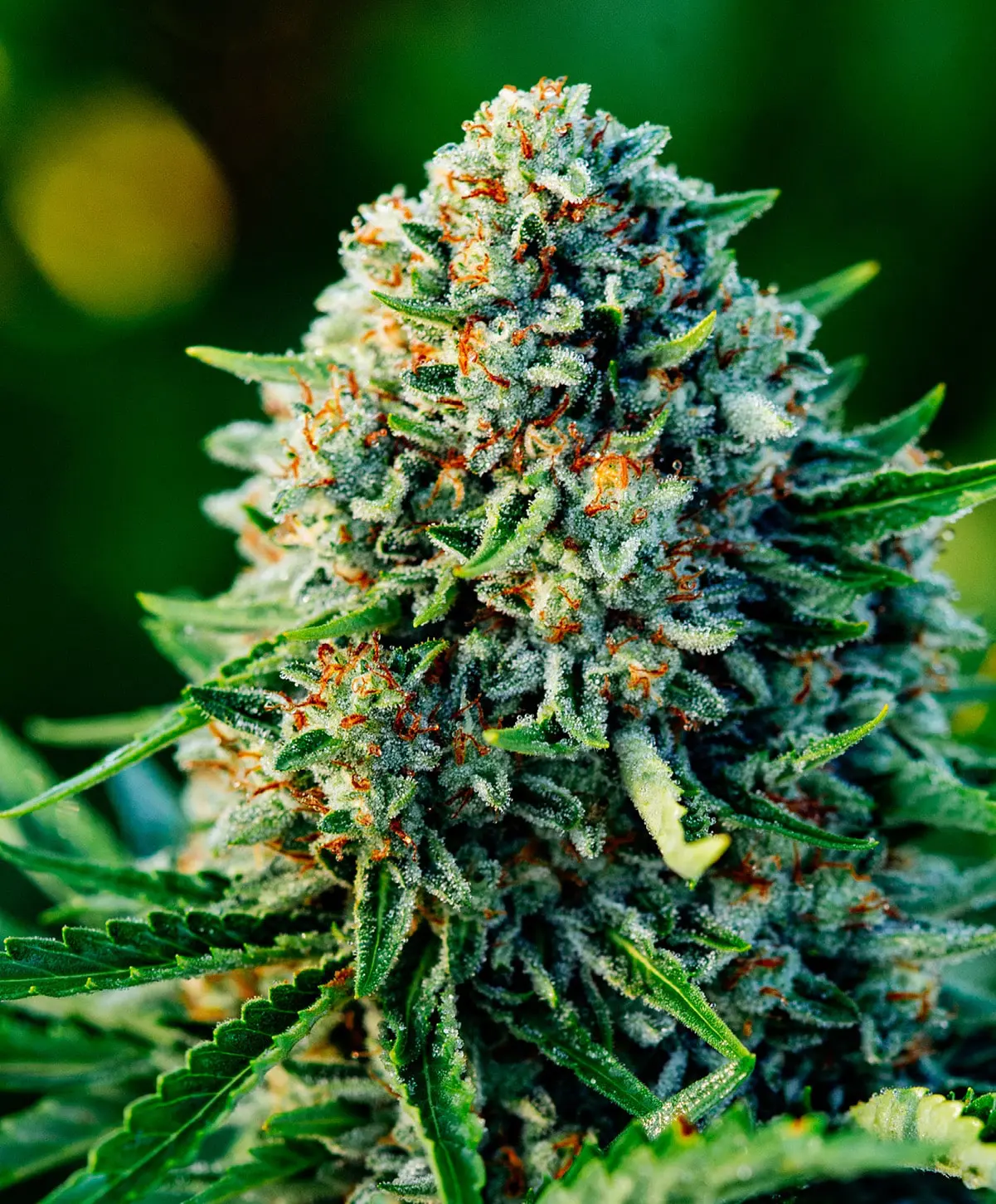 Gummibears Auto Seed 3+1 1 Gummibears Auto Seed 3+1