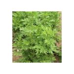 Herbs - Artemesia annua - Heirloom Seeds