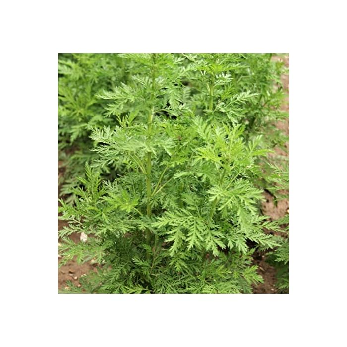 Herbs - Artemesia annua - Heirloom Seeds 1 Herbs - Artemesia annua - Heirloom Seeds