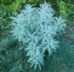 Herbs - White Sage  Apiana- Heirloom Seeds