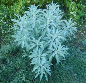 Herbs - White Sage  Apiana- Heirloom Seeds