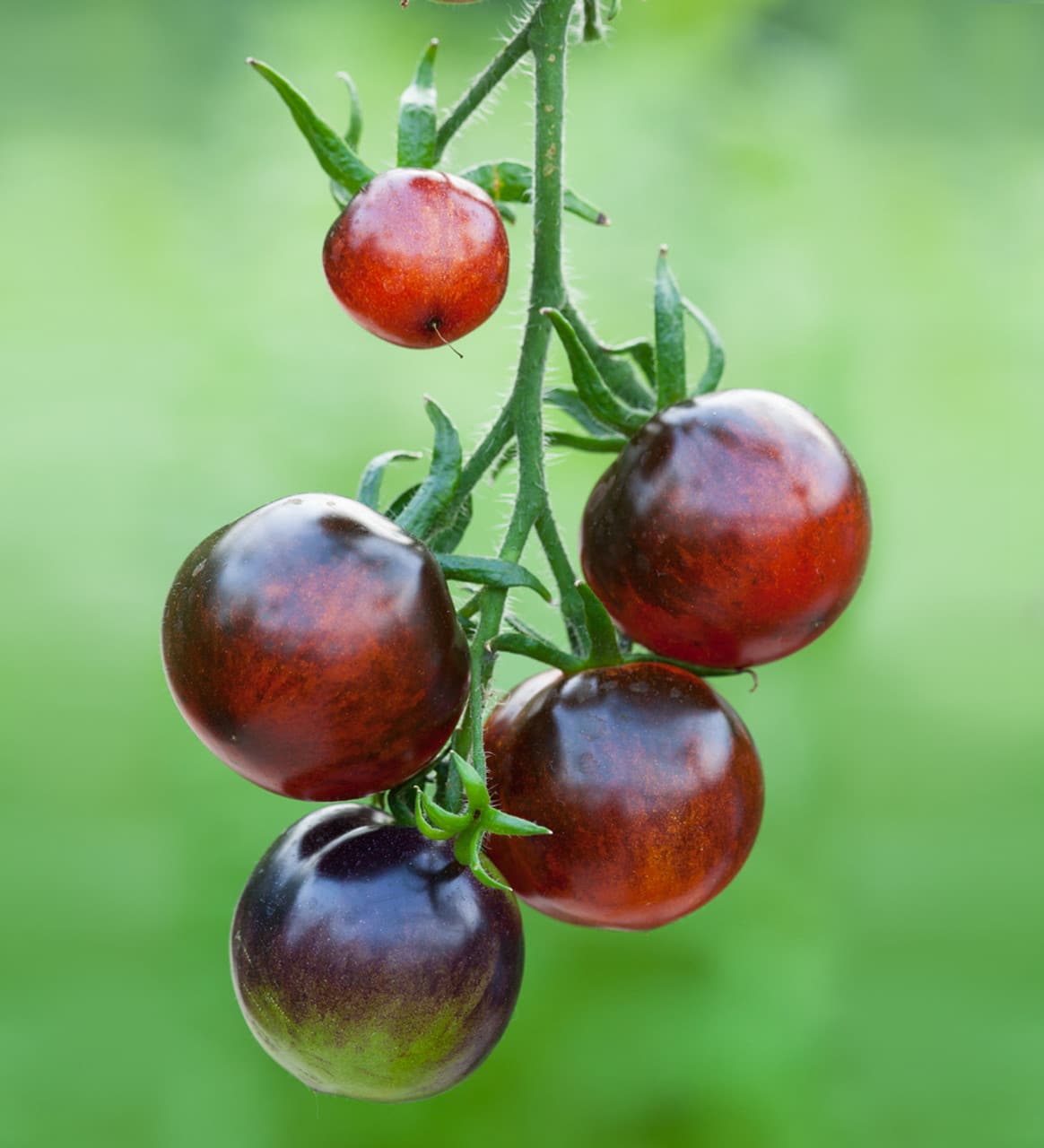 Tomatoes - Indigo Rose 1 Tomatoes - Indigo Rose