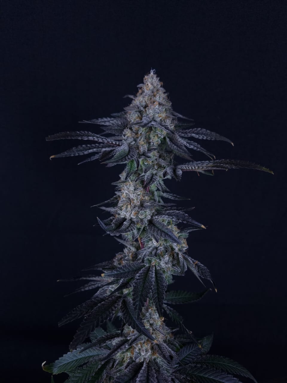 Jungle Pie - Clone 1 Jungle Pie - Clone