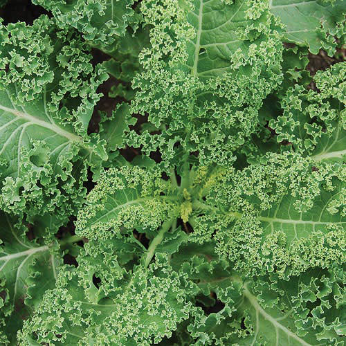 Kale - Halbhoher - Organic Seeds 1 Kale - Halbhoher - Organic Seeds