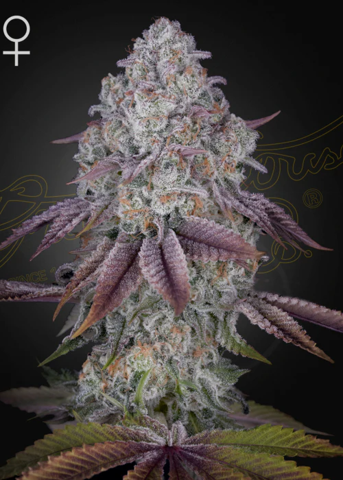 Kings Tart - Clone 1 Kings Tart - Clone