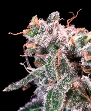 Kombucha Cream Feminised Seed 3+1