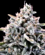 Laundry List Feminised Seed 3+1