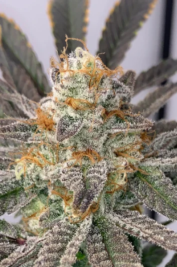 Lemon Apricot - Clone 1 Lemon Apricot - Clone