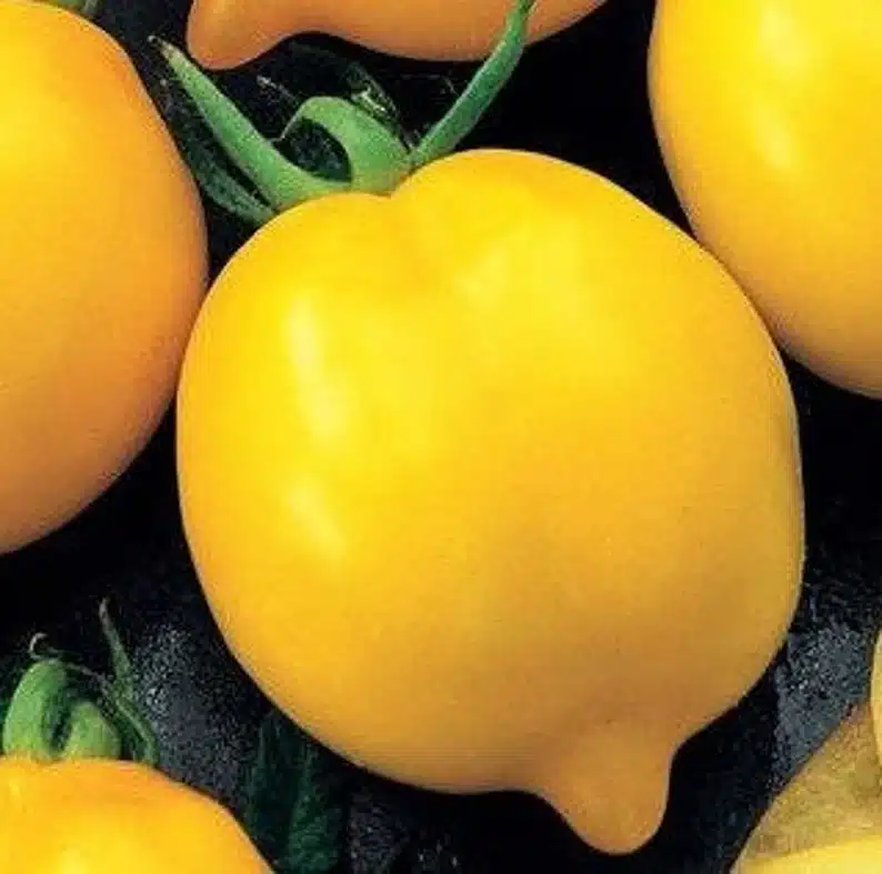 Tomatoes - Lemon Plum 1 Tomatoes - Lemon Plum