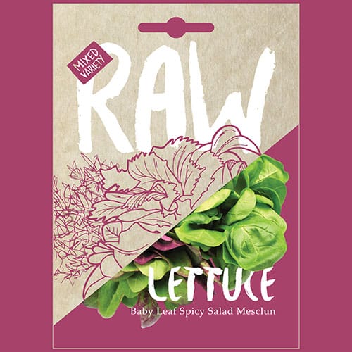 Lettuce Spicy Salad Mesclun 1 Lettuce Spicy Salad Mesclun