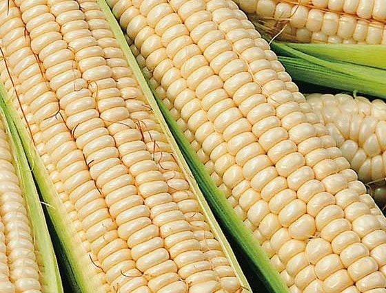 Maize - Kalahari Early Pearl - Organic Seeds 1 Maize - Kalahari Early Pearl - Organic Seeds