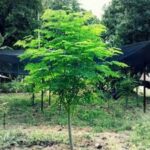 Tree - Moringa oleifera - Heirloom Seeds