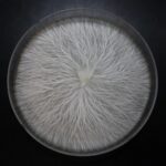 Hawaiian Agar Culture Petri Dish