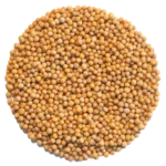 Mustard Microgreens and Sprouting Seed 250G