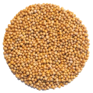 Mustard Microgreens and Sprouting Seed 250G