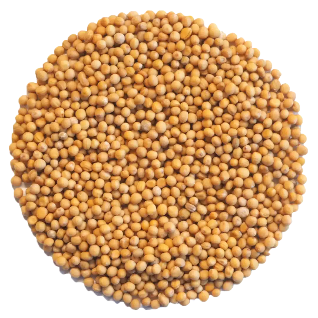 Mustard Microgreens and Sprouting Seed 250G 1 Mustard Microgreens and Sprouting Seed 250G