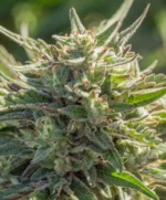 Mythic Cheetah Fast Seed 3+1