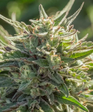 Mythic Cheetah Fast Seed 3+1