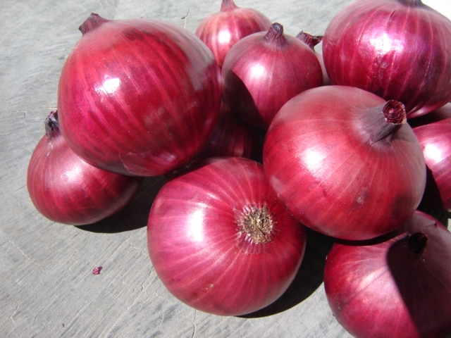 Onion - Red - Organic Seeds 1 Onion - Red - Organic Seeds