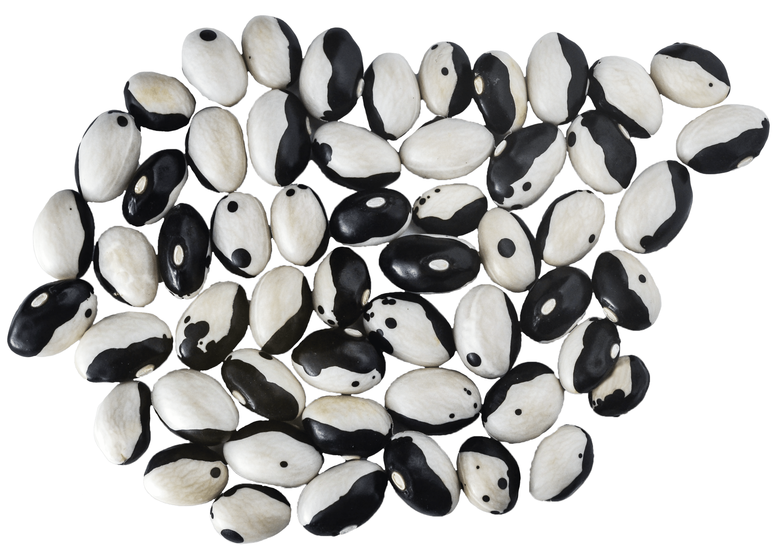 Beans - Bush - Orca 1 Beans - Bush - Orca