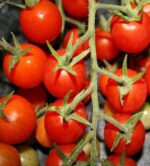 Tomato-Peacevine Cherry-Organic Heirloom Seeds