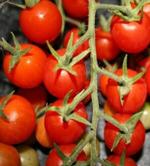 Tomato-Peacevine Cherry-Organic Heirloom Seeds