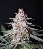 Peyote Critical - Clone