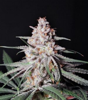 Peyote Critical - Clone