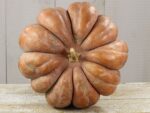 Pumpkin - Musquee De Provence - Heirloom Seeds