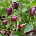 Pepper - Purple Flame