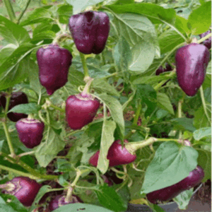 Pepper - Purple Flame