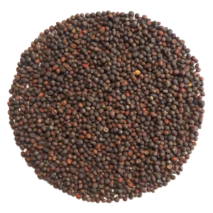 Purple Kohlrabi Microgreens and Sprouting Seed 250G