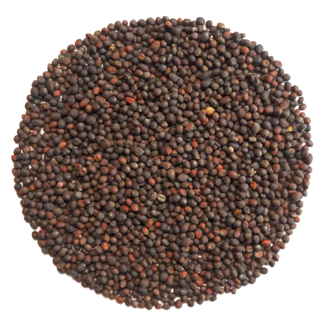 Purple Kohlrabi Microgreens and Sprouting Seed 250G 1 Purple Kohlrabi Microgreens and Sprouting Seed 250G