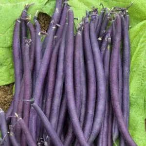 Beans - Bush - Purple Teepee