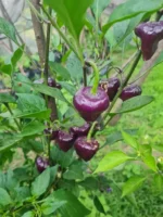 Pepper - Purple UFO