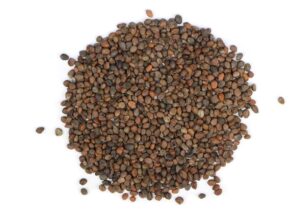 Radish Japanese  Microgreens and Sprouting Seed 250G