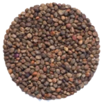 Radish Vulcano Microgreens and Sprouting Seed 250G