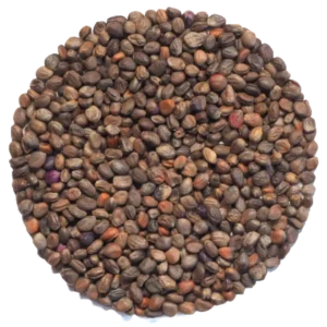 Radish Vulcano Microgreens and Sprouting Seed 250G