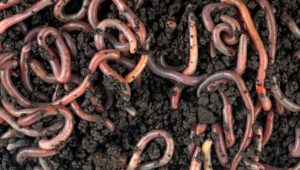 Red Wigglers Composting Worms (Eisenia fetida) x1000