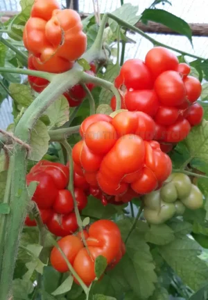Tomatoes - Reise
