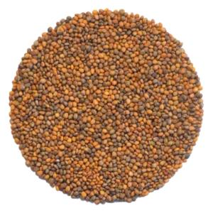 Rocket Microgreens and Sprouting Seed 250G