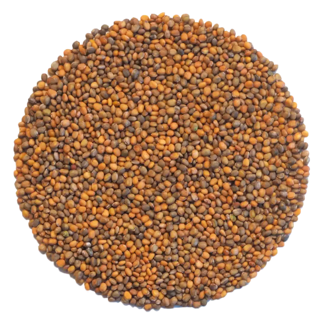 Rocket Microgreens and Sprouting Seed 250G 1 Rocket Microgreens and Sprouting Seed 250G