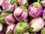 Eggplant - Rosa Bianca