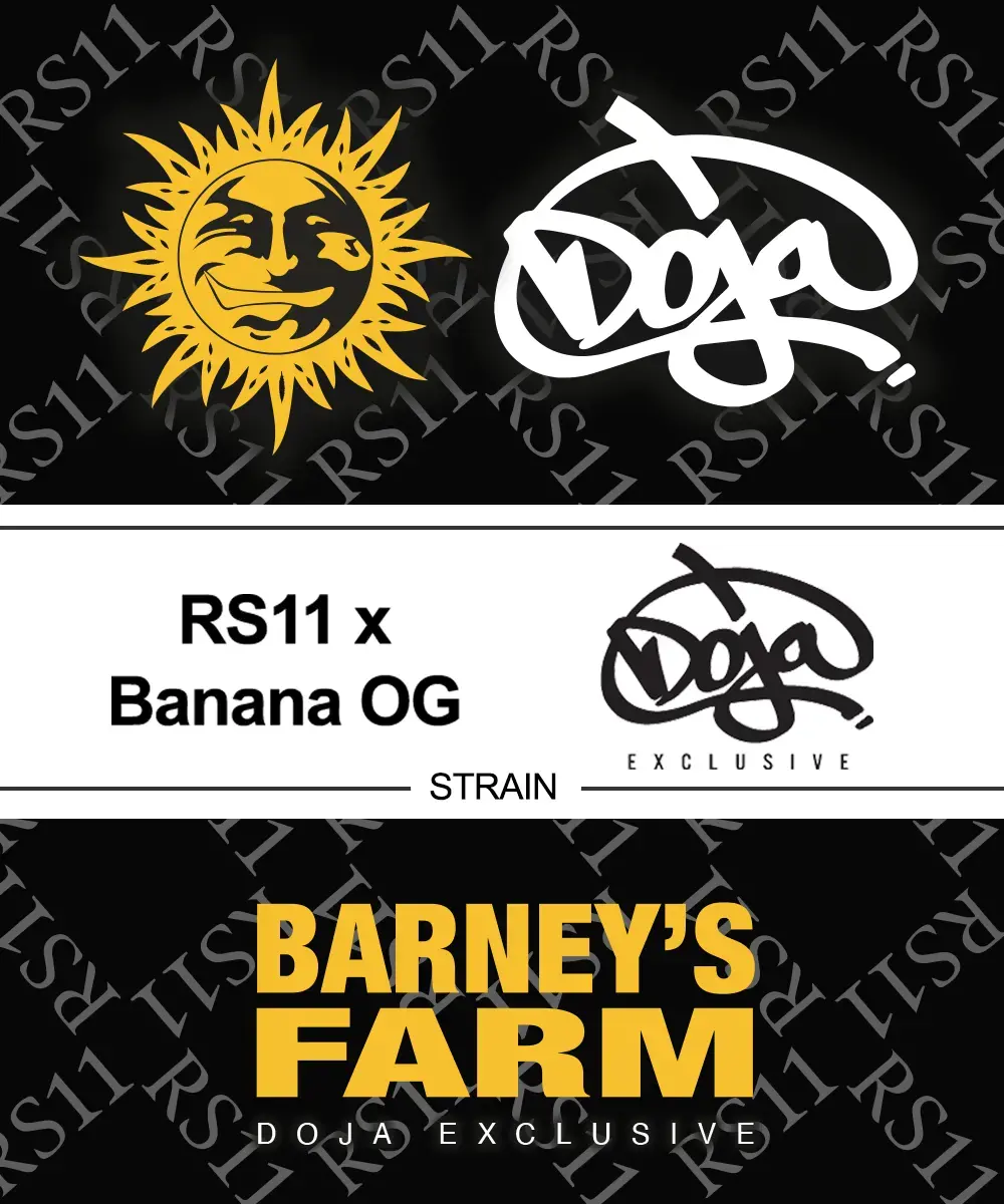 RS11 x Banana OG Feminised - 5 pack 1 RS11 x Banana OG Feminised - 5 pack