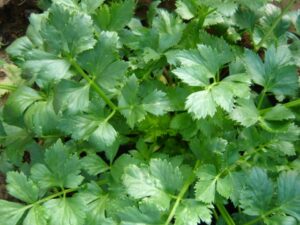 Celery - Soup - Organic Seeds