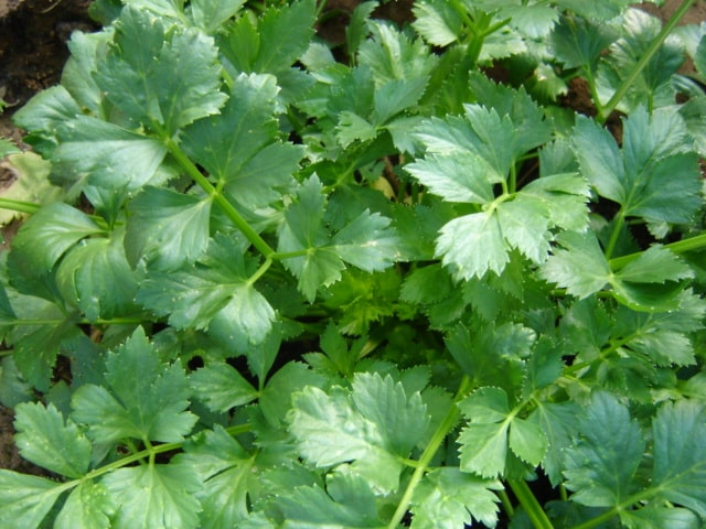 Celery - Soup - Organic Seeds 1 Celery - Soup - Organic Seeds