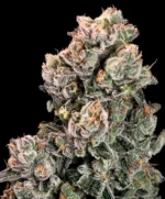 Slurpicane Feminised Seed 3+1