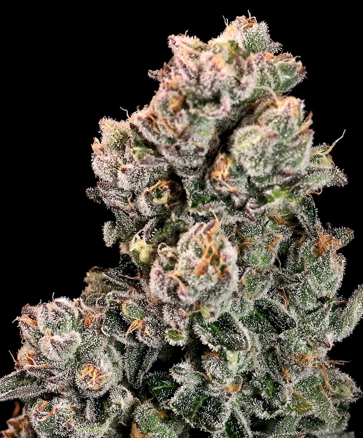 Slurpicane Feminised Seed 3+1 1 Slurpicane Feminised Seed 3+1